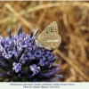 polyommatus rjabovi talysh female1